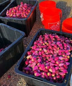 Hand-picked buckets of prickly pears