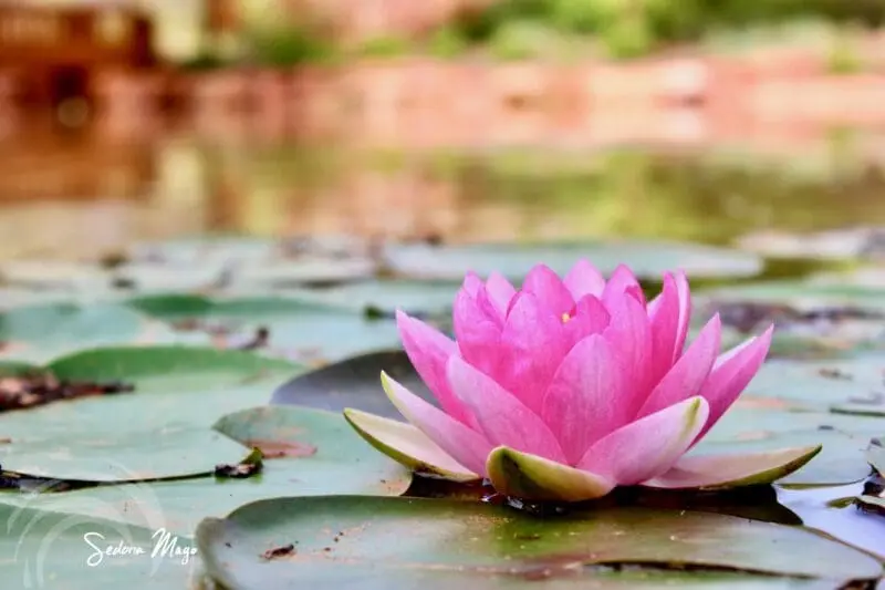 Healing-Lake-Pink-Lotus-Flower-S A serene pink water lily blossoms on a tranquil pond, embraced by green lily pads, gentle reflections, and a softly blurred backdrop.